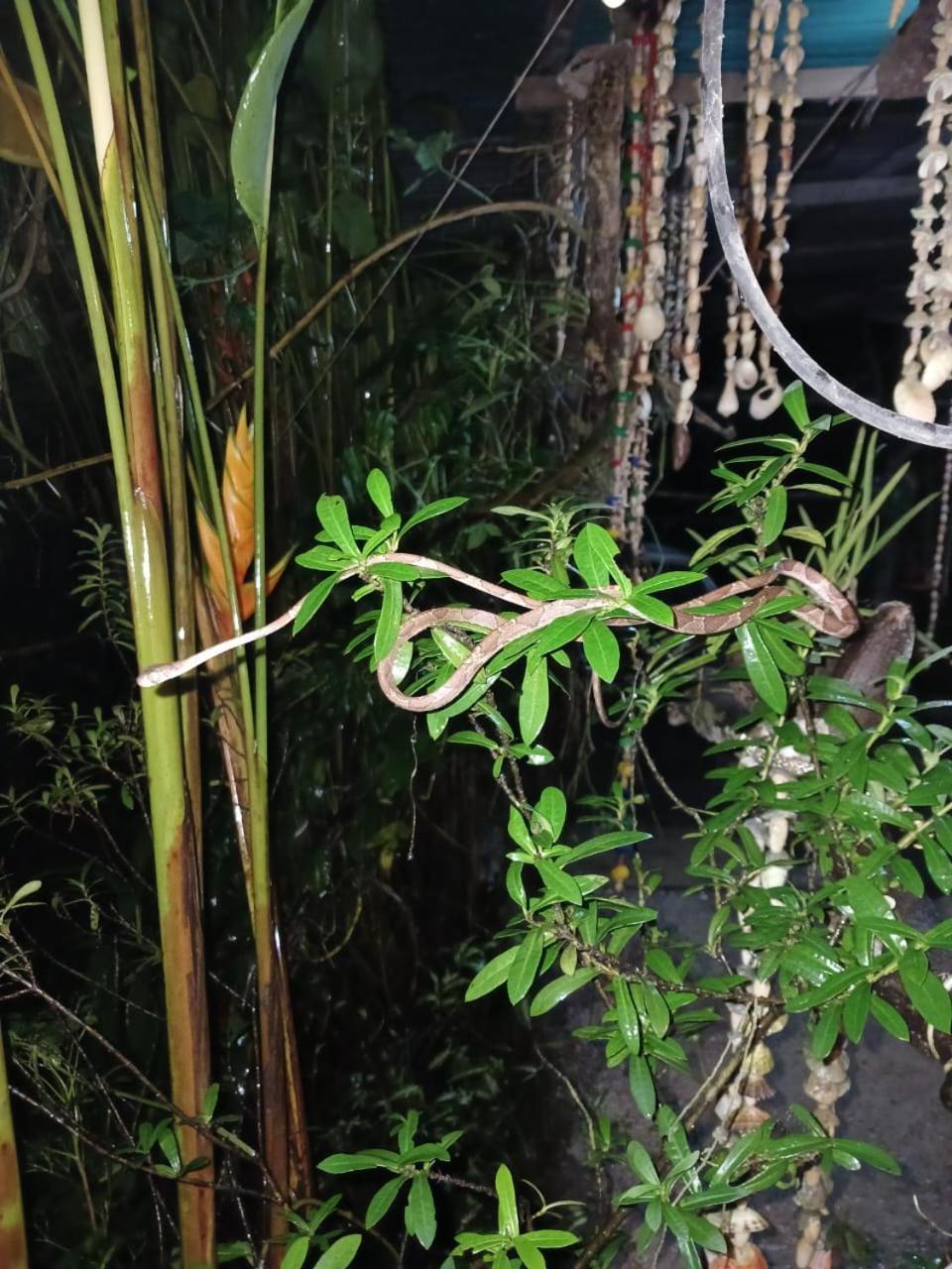 Los Paniquines Ecolodge Drake Bay Bagian luar foto