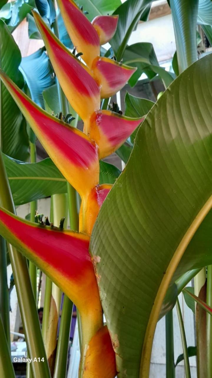 Los Paniquines Ecolodge Drake Bay Bagian luar foto
